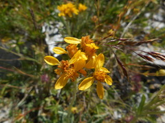 Jacobaea carniolica