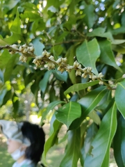 Lithocarpus glaber
