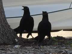 Quiscalus mexicanus