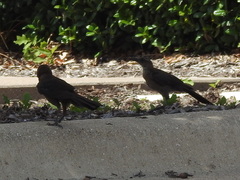 Quiscalus mexicanus