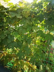 Humulus lupulus