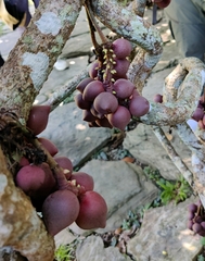 Schisandra macrocarpa