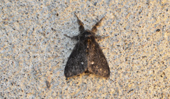 Dasychira grisefacta