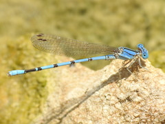 Argia nahuana