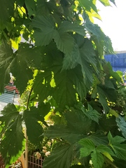 Humulus lupulus