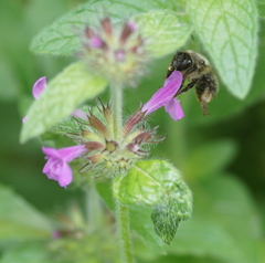 Anthophora furcata