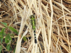 Erythemis simplicicollis