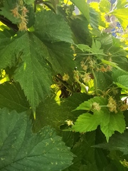 Humulus lupulus
