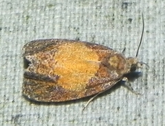 Olethreutes osmundana