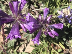 Penstemon heterodoxus