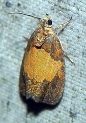 Olethreutes osmundana