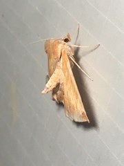 Eulithis molliculata