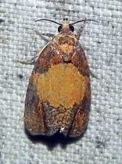 Olethreutes osmundana