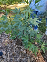 Hibiscus sabdariffa
