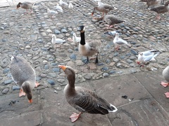 Anser anser