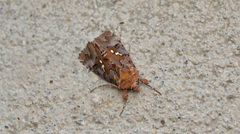 Autographa corusca