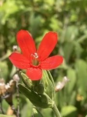 Silene regia