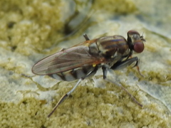 Ochthera