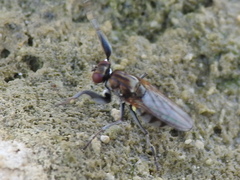 Ochthera