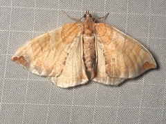 Eulithis molliculata