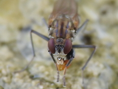 Ochthera