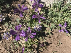 Penstemon heterodoxus