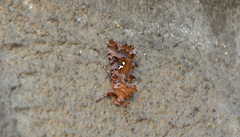 Autographa corusca
