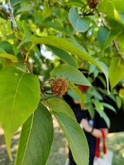 Liquidambar yunnanensis