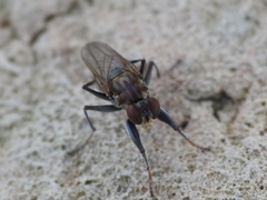Ochthera