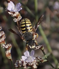 Anthidium oblongatum