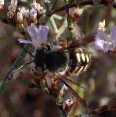 Anthidium oblongatum
