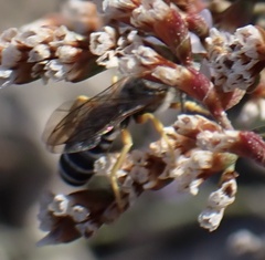 Halictus scabiosae