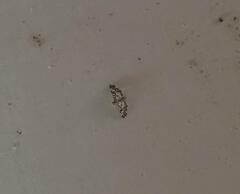 Glyphodes onychinalis