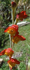 Gladiolus