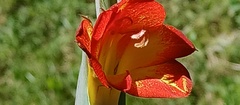 Gladiolus
