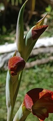 Gladiolus