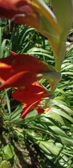 Gladiolus