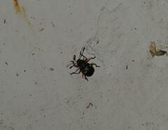 Eumorphus quadriguttatus pulchripes
