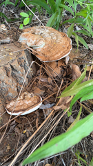 Ganoderma applanatum image