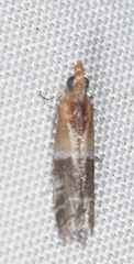 Moodna pallidostrinella