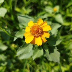 Heliopsis annua