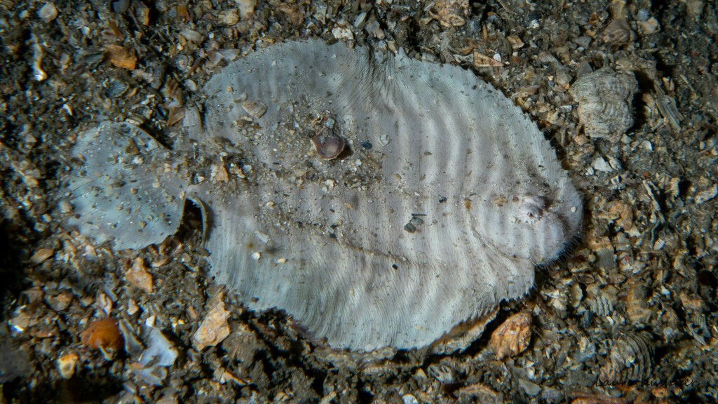 Naked sole (Gymnachirus melas) — Achiridae