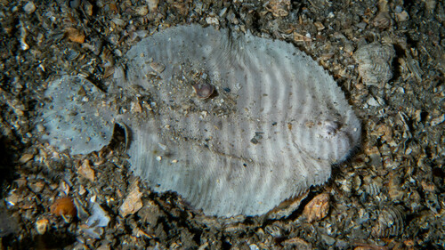 Naked sole (Gymnachirus melas) — Achiridae
