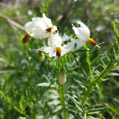 Solanum pinnatisectum