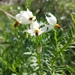 Solanum pinnatisectum - Photo (c) Bodo Nuñez Oberg, some rights reserved (CC BY-NC), uploaded by Bodo Nuñez Oberg
