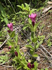 Spigelia scabrella