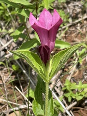 Spigelia scabrella