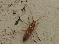 Eburodacrys fortunata