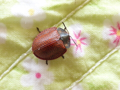 Botanochara tessellata