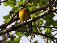 Spindalis dominicensis